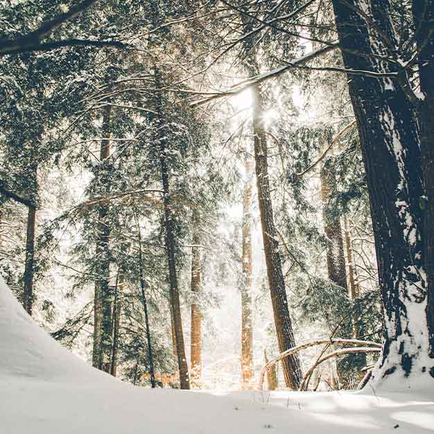 esencia-kerst-stilte-retraite-bos-sneeuw